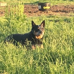 Meet your Posher, Toni